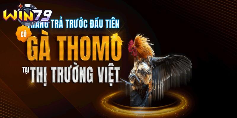 Những chiến kê hot tại sảnh